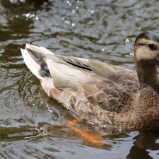 duck2