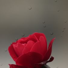 rose-raindrops